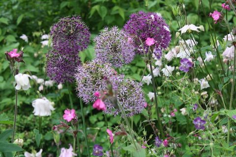 花卉、花卉、葱属植物、夏季、自然、植物、花卉、花园 花卉、花卉、葱属植物、夏季、自然、植物、花卉、花园