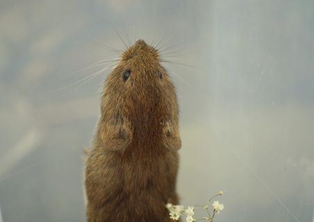 老鼠，飞得高，上坡，爬山，体操，可爱，甜蜜，有趣