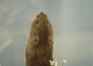老鼠，飞得高，上坡，爬山，体操，可爱，甜蜜，有趣
