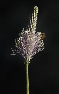 花,开花,花序,车前草,车前草温室,车前草,串草,肺片 花,开花,花序,车前草,车前草温室,车前草,串草,肺片