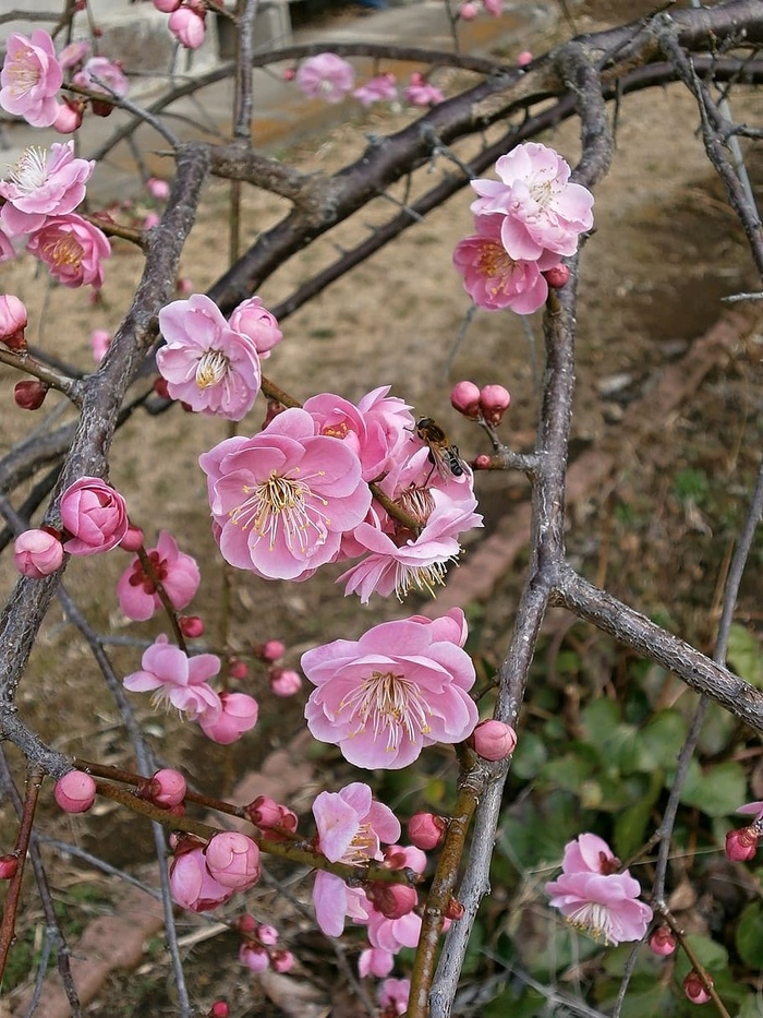 李子，红梅，梅花，春天，粉色，花虫，蜜蜂，花朵