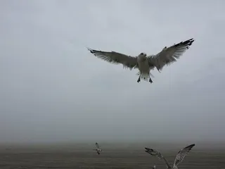 鸟，关怀，日光，雾，沙漠，灰色的天空，雾，自然