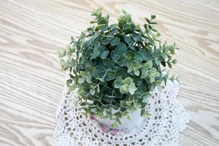 植物, 花, 绿色, 氧气, 回收, 生产, 生活, 床