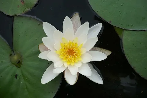 睡莲,池塘,水生植物,花卉,开花植物,花瓣,植物,新鲜度 睡莲,池塘,水生植物,花卉,开花植物,花瓣,植物,新鲜度