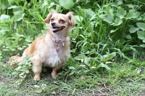 狗，绿色，一只动物，家养，狗，家养动物，狗，宠物