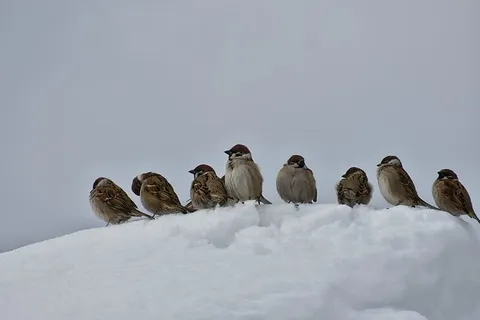 鸟类,灰色,雪,白色,冬季,低温,野生动物,鸟类 鸟类,灰色,雪,白色,冬季,低温,野生动物,鸟类