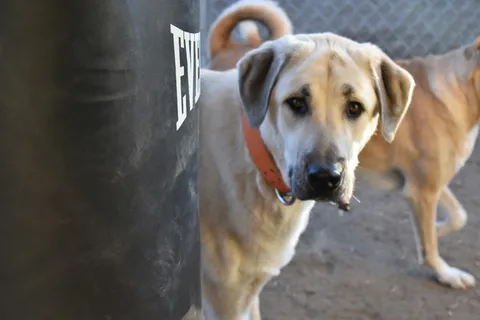 强烈的，宠物，可爱的狗，狗，安托利亚牧羊人，牧羊人，狗，哺乳动物