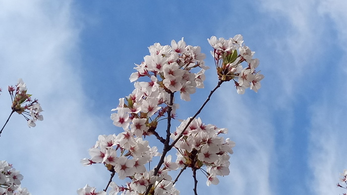 加拿大，多伦多，high park，blossom，sky，nature，trees，lockscreen