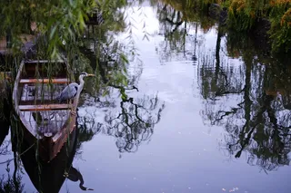 鸟、河、水、海洋、海、wabisabi、日本、风景