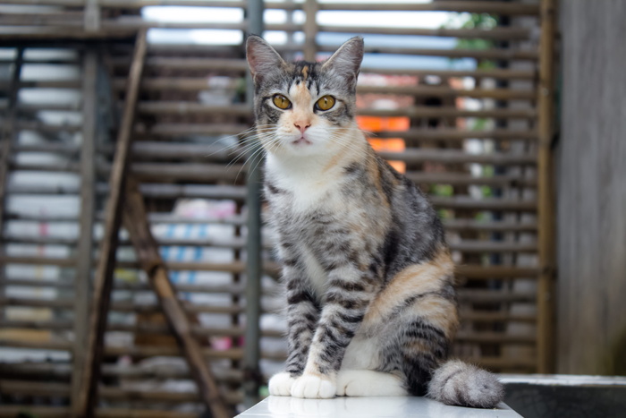 白色表面上的虎斑猫