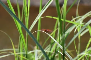 自然，萤火虫，蝴蝶，植物，动物主题，动物，一个动物，野生动物