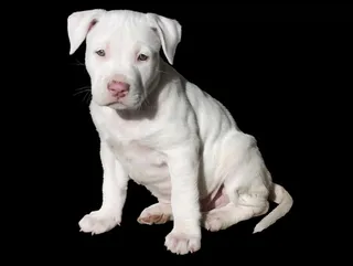 短毛白色小狗，可爱，白色，小狗，狗，斗牛犬，斗牛犬，斯塔福德郡