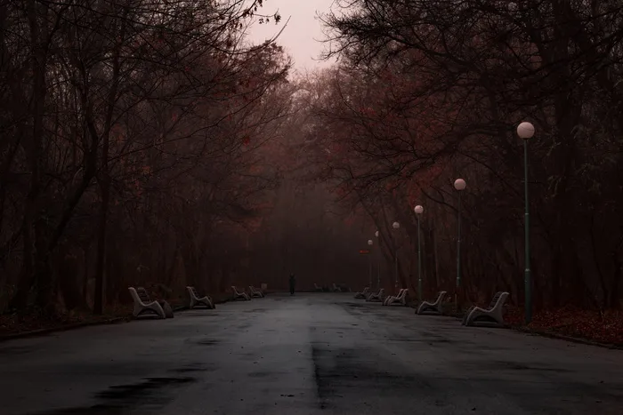 树木之间的灰色道路