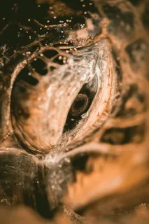 海洋、海龟、爬行动物、水生动物、动物、水、选择性聚焦、特写 海洋、海龟、爬行动物、水生动物、动物、水、选择性聚焦、特写