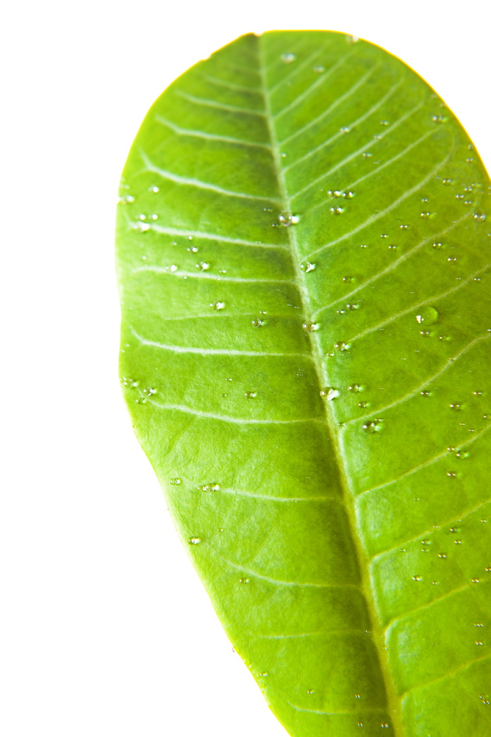 背景, 植物学, 植物群, 花的, 弗洛雷斯, 叶子, 绿色, 成长