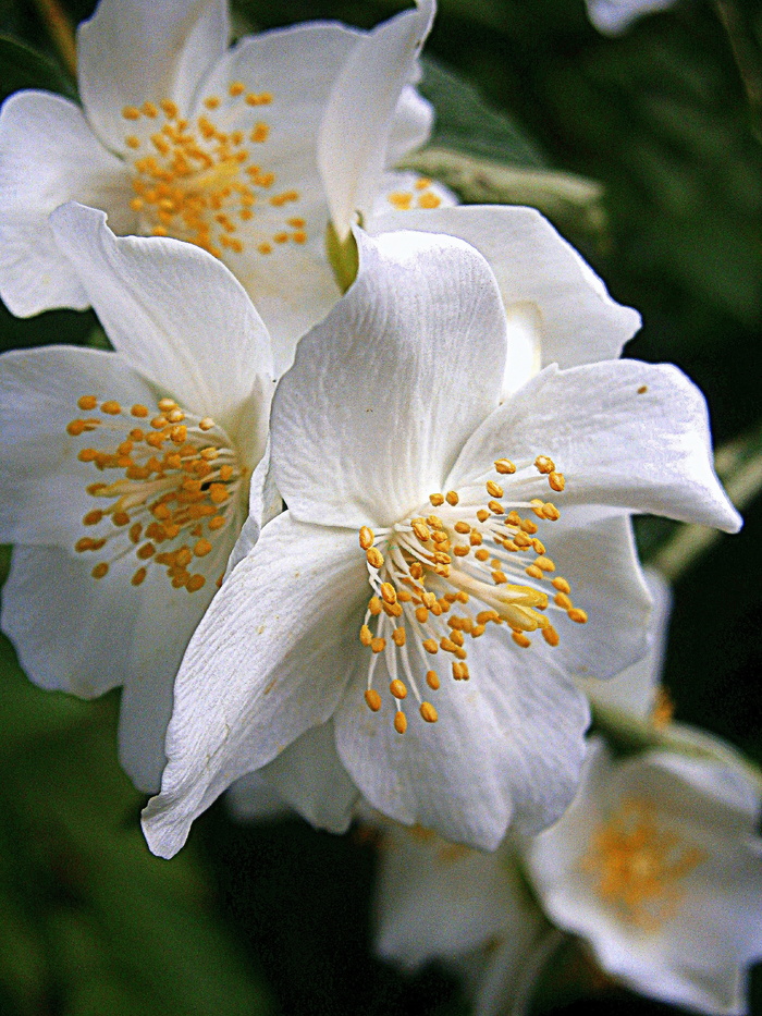 鲍尔茉莉，夏茉莉，假橙，茉莉，欧洲哨子灌木，淡色哨子灌木，philadelphus Coronal，温室绣球花