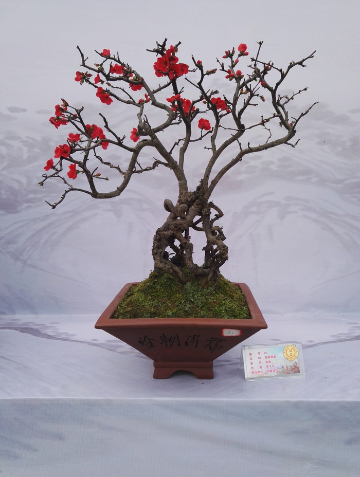 盆景，展览，花卉，金桔，盆景展览，海棠花，树，盆景树
