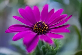 希腊, Alimos, 帕尼山, 散焦, 背景, 植物学, 美, 开花