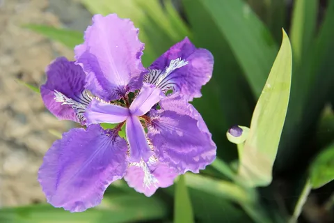 紫鸢尾,鸢尾,开花植物,花,植物,自然之美,花瓣,新鲜度 紫鸢尾,鸢尾,开花植物,花,植物,自然之美,花瓣,新鲜度