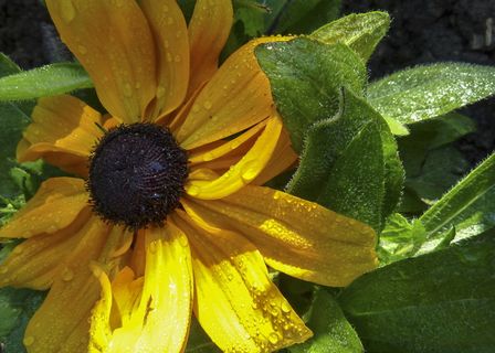 普通，花，黄，自然，普通太阳帽，花园，植物，园艺