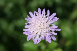 花，昆虫，自然，开花，开花，紫色，绿色，夏天