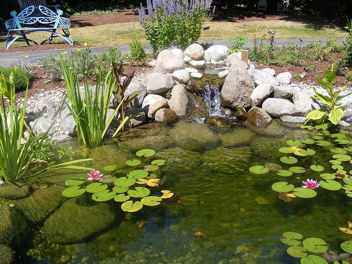 池塘，礼来垫，公园，水，倒影，花，植物，自然