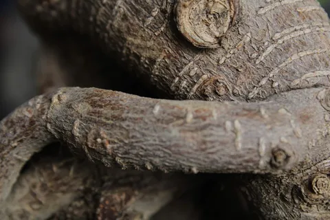 盆景、木材、植物、自然、树木、自然、园艺、设计 盆景、木材、植物、自然、树木、自然、园艺、设计