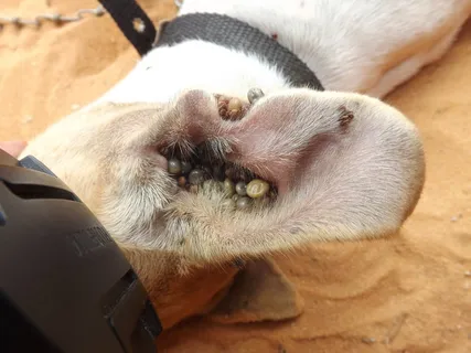 蜱、犬科动物、疾病、动物主题、哺乳动物、动物、一种动物、家畜 蜱、犬科动物、疾病、动物主题、哺乳动物、动物、一种动物、家畜