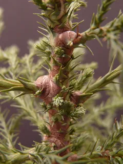 红木芽,红木枝,红木,芽,枝,树,部落,红杉 红木芽,红木枝,红木,芽,枝,树,部落,红杉