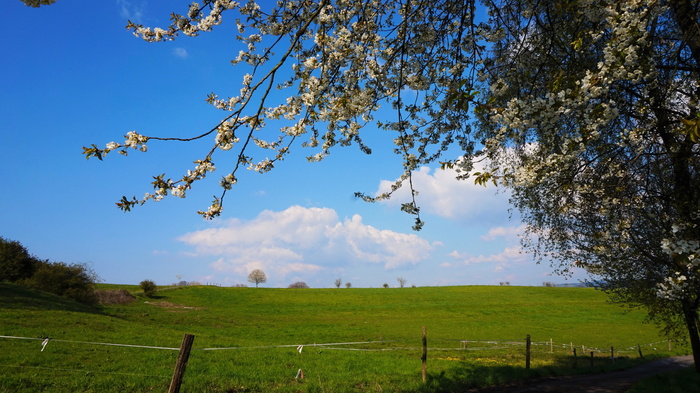 树木、自然、景观、天空、季节、春天、大气、朔伊特