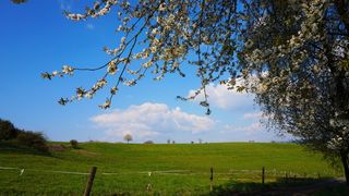 树木、自然、景观、天空、季节、春天、大气、朔伊特