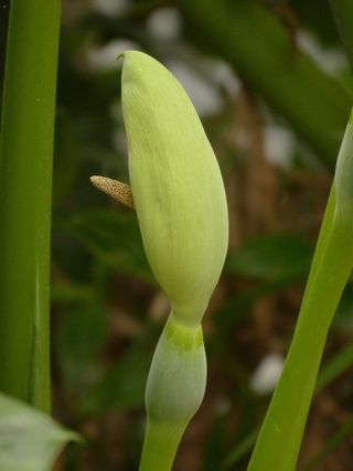 开花, 花序, 总苞片, spatha, 活塞, spadix, 大