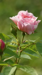 淡粉色,花园,自然,花朵,开花植物,植物,自然之美,粉色 淡粉色,花园,自然,花朵,开花植物,植物,自然之美,粉色