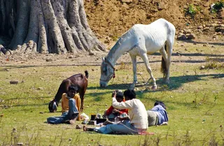 马，树，人，山羊，草，食物，动物，放牧