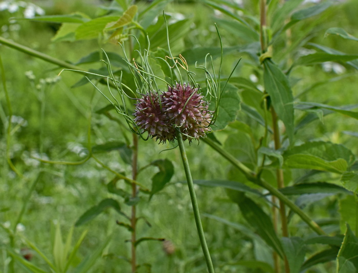 野生洋葱籽荚，洋葱，籽荚，植物，食用，天然，草地，紫色