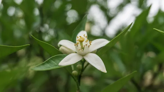 白色茉莉花选择性聚焦照片 白色茉莉花选择性聚焦照片