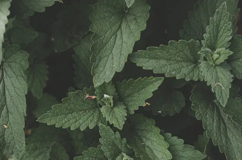 绿色植物 绿色植物