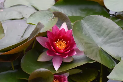 睡莲、粉红、花园、花朵、开花植物、睡莲、叶子、大自然之美 睡莲、粉红、花园、花朵、开花植物、睡莲、叶子、大自然之美