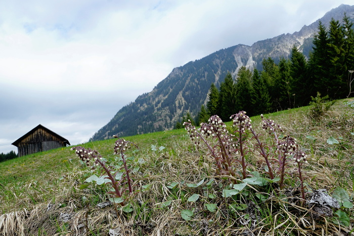 草地，山脉，Allgäu，石头，石头后面，德国，田野，花