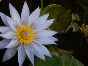 百合，睡莲，花，睡莲，池塘，水生，莲花，开花