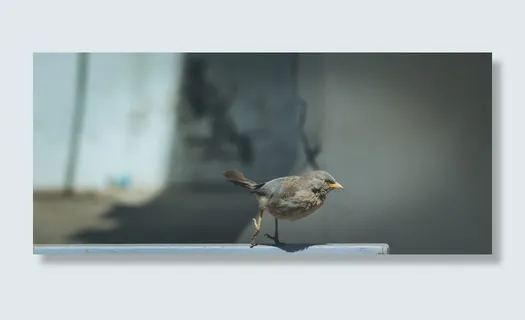 棕色鸟，鸟，动物，印度，喙，蚂蚁，3d区，甘地那加