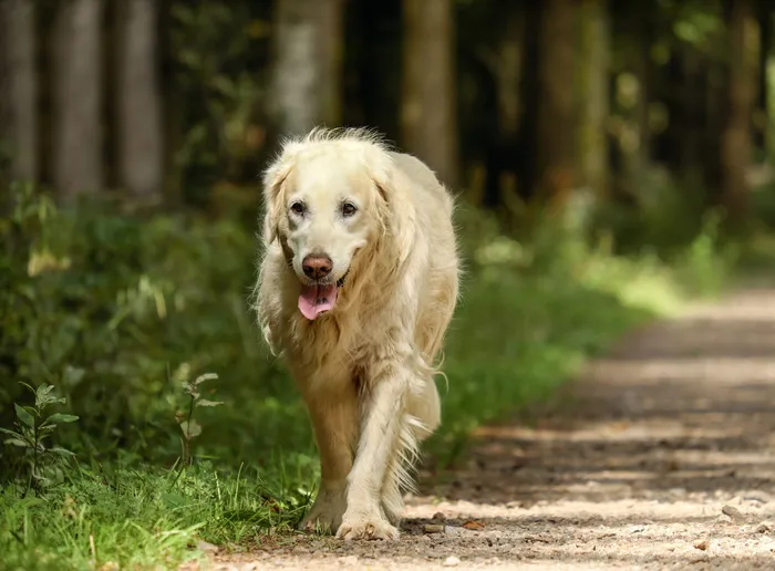 成年金毛猎犬，金毛猎犬，狗，猎犬，母犬，老，金，纯种狗