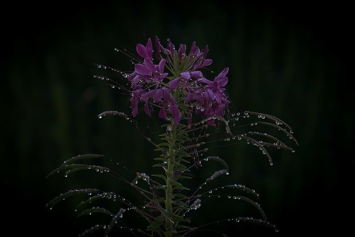 水，水滴，紫色，花瓣状的花，克莱姆，花，紫色，花瓣