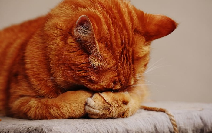 棕色表面的橙色斑猫