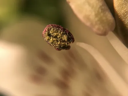 花粉，雄蕊，花，特写，选择性聚焦，没有人，生长，植物