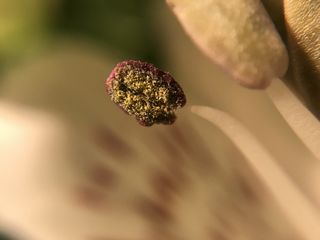 花粉，雄蕊，花，特写，选择性聚焦，没有人，生长，植物