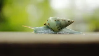 巴西, Jaraguá do sul, 慢, 动物, 螺旋, 自然, 蜗牛, 蓝色