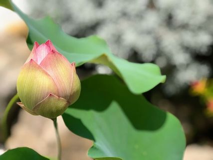 粉红色的莲花,光,微妙,芽,影,花,开花植物,自然之美 粉红色的莲花,光,微妙,芽,影,花,开花植物,自然之美