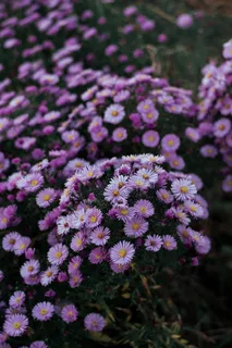 紫色花瓣花朵的倾斜移动照片 紫色花瓣花朵的倾斜移动照片