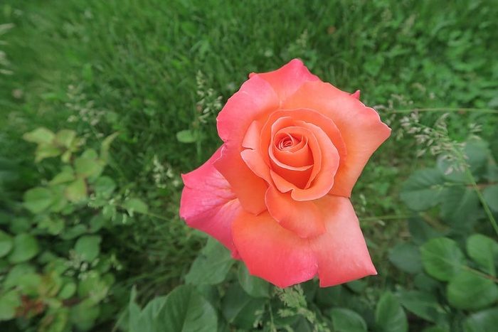 玫瑰，橙玫瑰，花，植物，玫瑰园，玫瑰图片，开花植物，自然之美